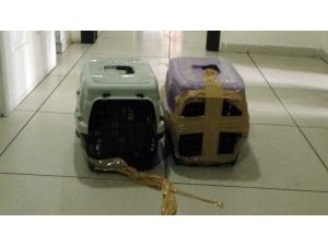 İstanbul’da kaçak maymun operasyonu