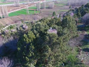 Beyşehir'de leylek yuvaları hazırlanan projeyle korunacak