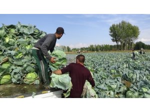 Muş’ta lahana hasadı başladı