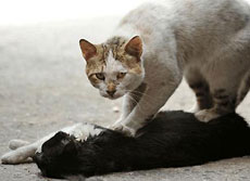Sokak kedisinden hayat dersi