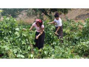 İslahiye’nin bin 600 rakımlı Huzurlu Yaylası’nda son ürünler hasat ediliyor