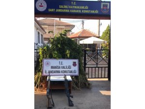 Ormanlık alana kenevir ekenler tutuklandı