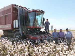 Pamuğa tonda 800 liralık destek