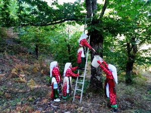 Kestane hasadı başladı