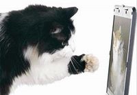 ''Kedi beyinli'' bilgisayar