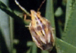 Belediye hoparlöründen ''kımıl'' uyarısı