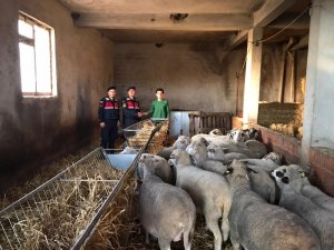 Çalınan 20 koyunu jandarma ekipleri buldu
