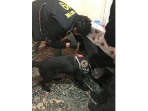 Narkotik köpeği ’Bath’ uyuşturucu tacirlerine geçit vermiyor