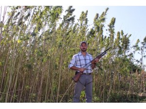 Amerika’dan geldi, Türkiye’de tüfekle koruyarak kenevir üretti