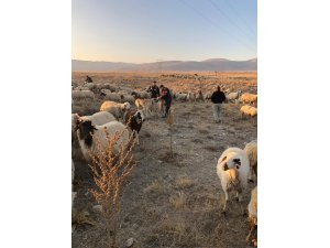 Kaybolan koyun sürüsünü jandarma buldu