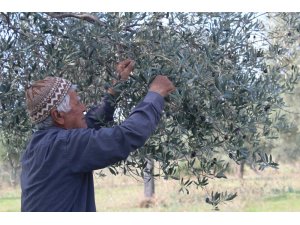 Milas Belediyesi’nden satılık yeni mahsul zeytinler