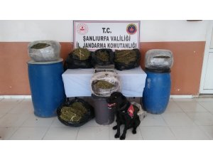 Şanlıurfa’da 105 kilo esrar ele geçirildi