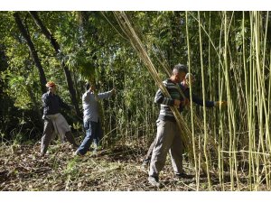 100 metrekarelik dükkanda işlediği keneviri dünyaya satıyor