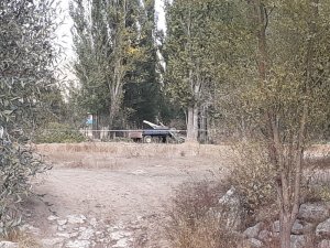 Üstüne, kesilen ağaç parçası düşen kadın hayatını kaybetti