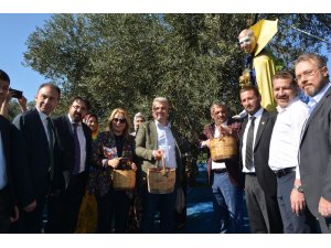 Ayvalık’ta zeytin hasat coşkusu zirveye taşındı
