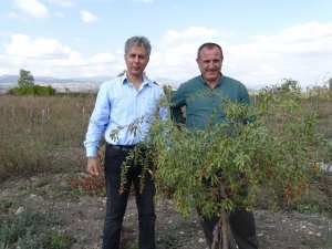 Kiraladıkları 10 dönüm arazide ’Goji Berry’ meyvesi yetiştiriciliğine başladılar