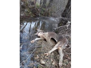 Ayı, dere yatağında gezen ineği telef etti