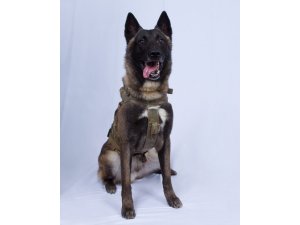 Trump, Bağdadi operasyonunda yaralanan köpeğin fotoğrafını paylaştı