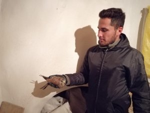 Yaralı atmaca tedavi altına alındı