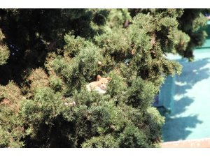 Ağaçta 4 gün mahsur kalan kediyi vatandaşlar kurtardı