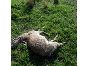 Sürüye saldıran aç kurtlar 10 keçiyi telef etti