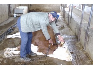 Elektrik akımına kapılan inekler telef oldu