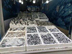 Bol hamsi tezgahları şenlendirdi