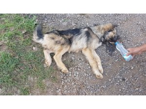 Menfez borusuna sıkışan köpeği itfaiye kurtararak elleriyle besledi