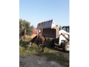 Burhaniye’de kanala düşen atı itfaiye kurtardı