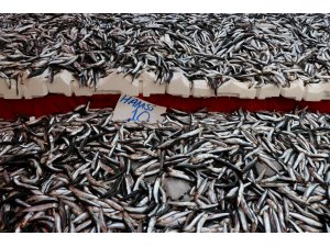 Sezon başına göre hamsinin fiyatı 3 kat ucuzladı