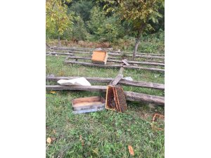 Kastamonu’da ayı, 10 arı kovanını parçaladı