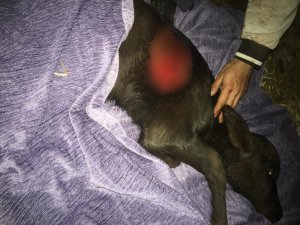 Manda yavrusuna kurtlar saldırdı