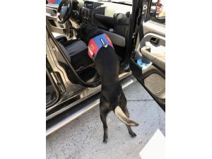 Uyuşturucu tacirleri Narkotik Köpeği "Salgın"a takıldı