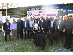 Muğla Büyükşehirden kadın üreticilere “Kıl Keçisi” desteği