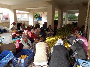 Denemek için kuruttular, şimdi siparişlere yetişemiyorlar