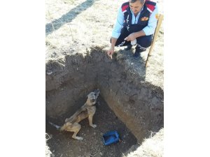 Çukurda mahsur kalan köpek kurtarıldı