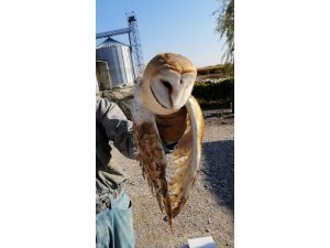Yaralı halde bulunan peçeli baykuş tedavi altına alındı