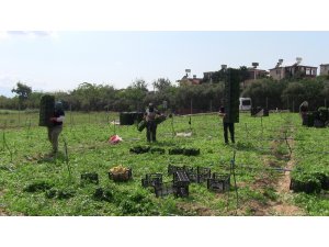 Hatay’da 5 bin dekar alanda maydonoz üretiliyor