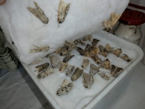 Ağrı’da Biyokaçakçılık yapan yabancı uyruklu iki şahsa 120 bin lira ceza uygulandı