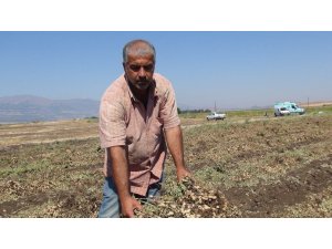 Gaziantep’te yer fıstığı hasadı başladı