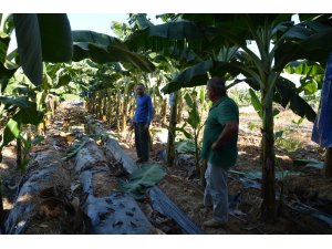 Açık alanda muz üretimi artıyor