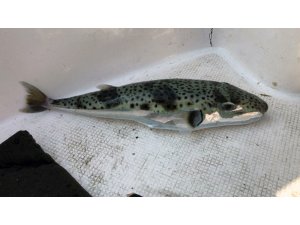 Gökova Körfezi’nde ’canavar’ yakalandı