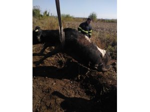 Balçığa saplanan ineği itfaiye kurtardı