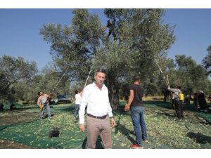 Ayvalık Ziraat Odası Başkanı Baysal, “Bu sezon zeytin, üreticinin yüzünü güldürecek”