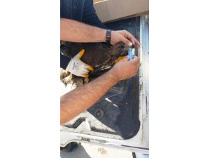 Yaralı kaya kartalı tedavi altına alındı