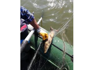 Bolu’da, kaçak avla mücadelede gölden 300 metre ağ çıkarıldı