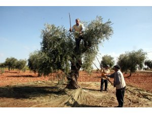Kilis’te zeytin hasadı erken başladı