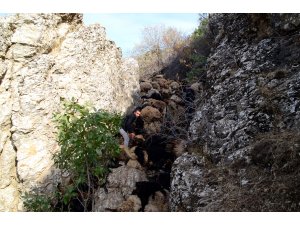 Bitlis'te uçurumdan düşen 315 koyun telef oldu