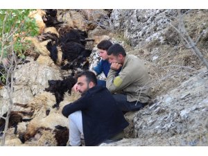 Bitlis’te uçurumdan düşen 315 koyun telef oldu