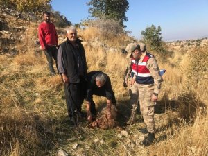 Gaziantep’te kurt dehşeti